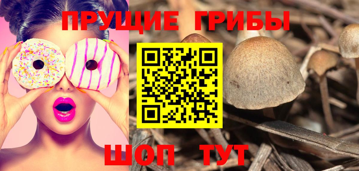 Галлюциногенные грибы Cubensis Красноармейск